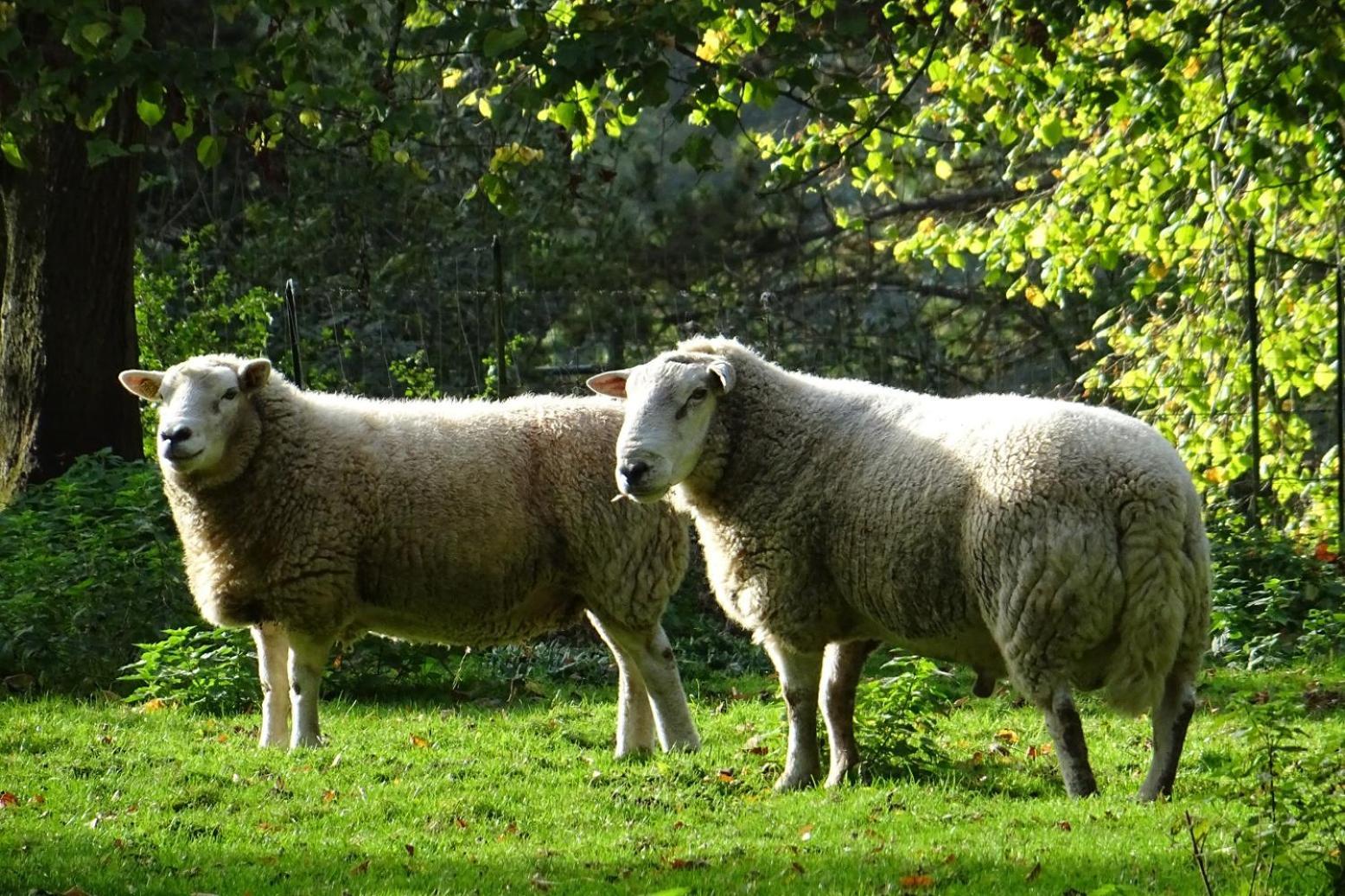 Aux Bois Dores De La Ferme De Sorval, Animaux De La Ferme, Fitness Selvigny エクステリア 写真